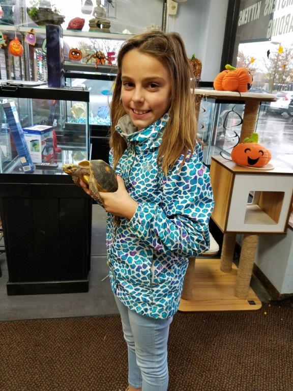 Animal Store Red Foot Tortoise
